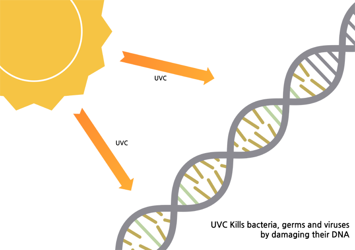 UVC Kills bacteria, germs and viruses by damaging their DNA